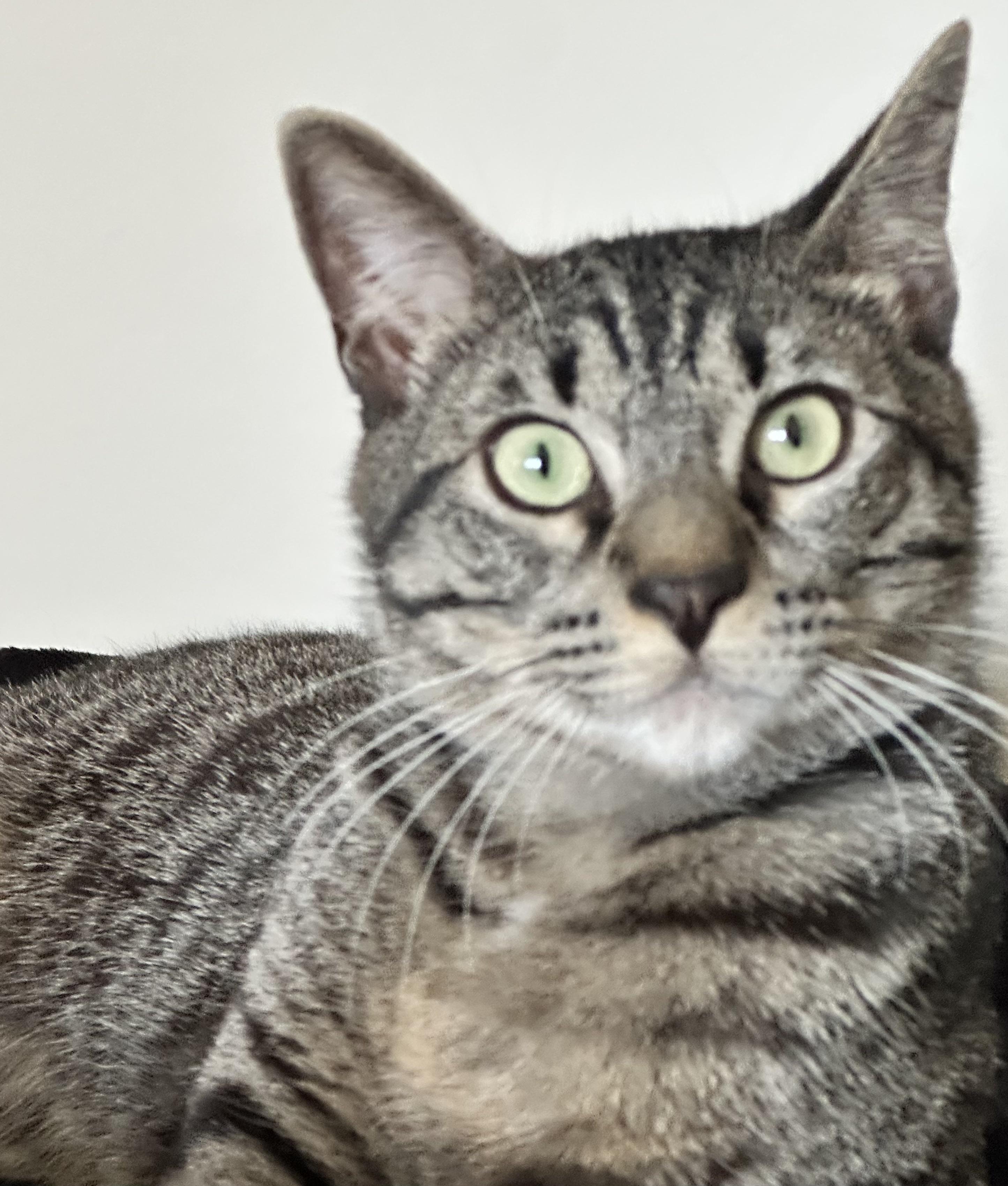 Max, a Adoptable Tabby in Crockett, CA image 2/2