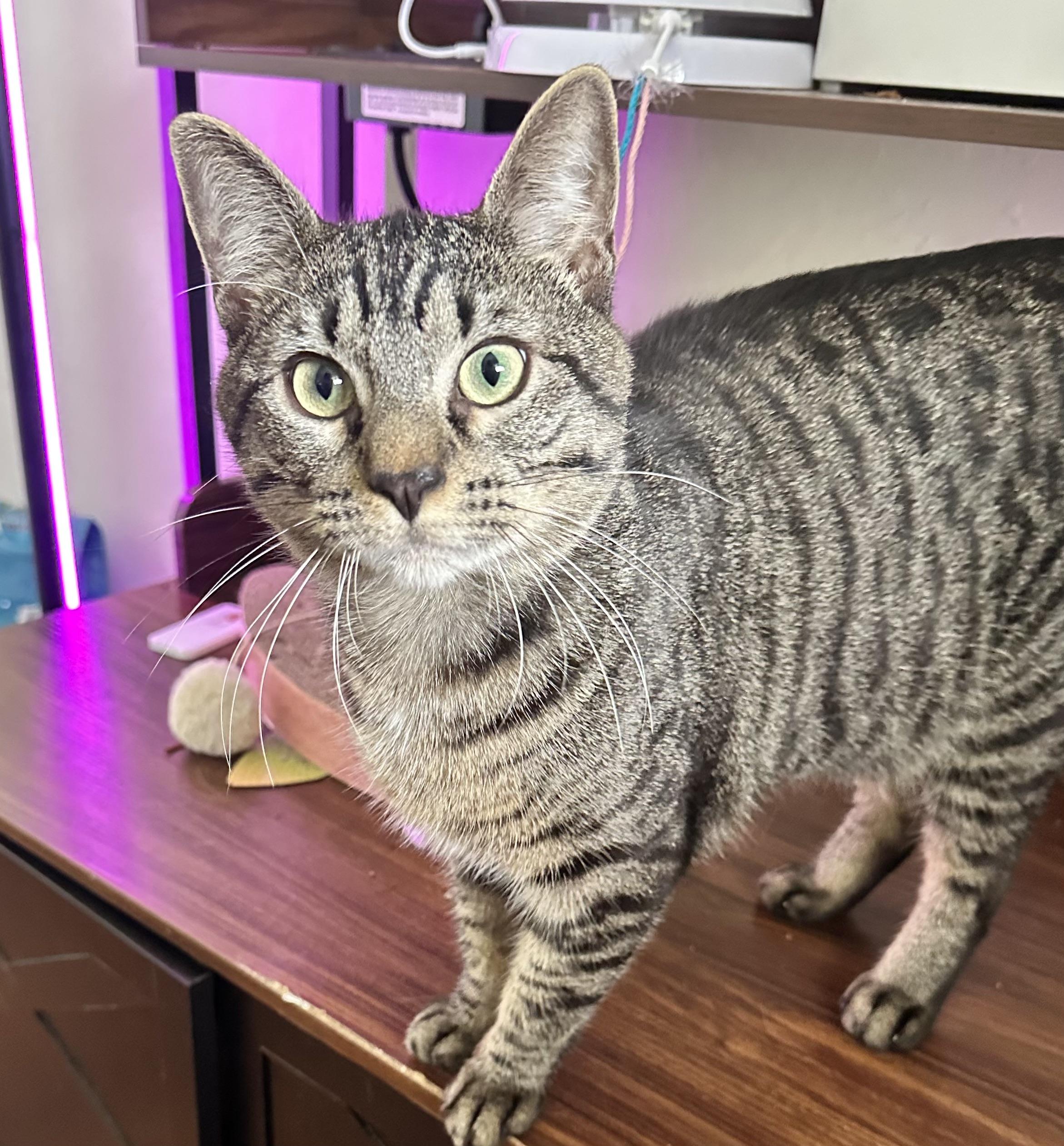 Max, Adoptable, Adult Male Tabby.