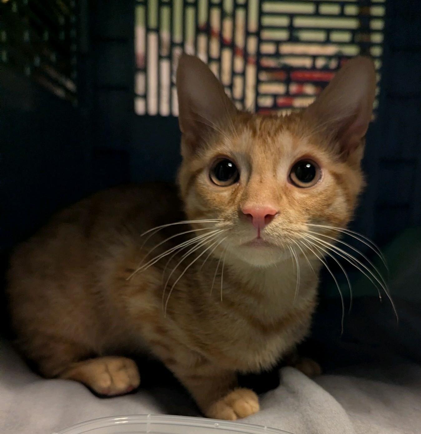 Cider, Adoptable, Young Male Tabby.