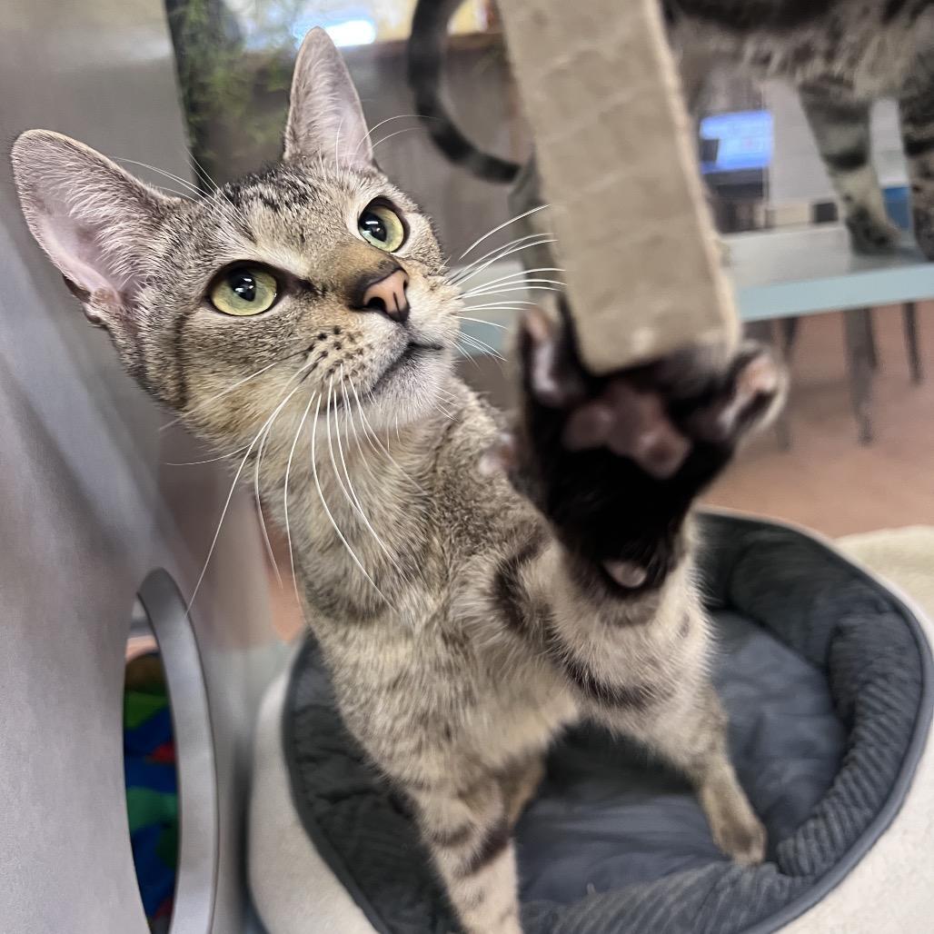 Enlarge Dopey, a Adoptable Domestic Short Hair in Glenwood Springs, CO image 1/6