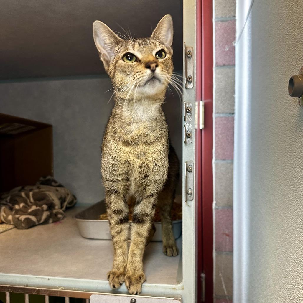 Enlarge Dopey, a Adoptable Domestic Short Hair in Glenwood Springs, CO image 2/6