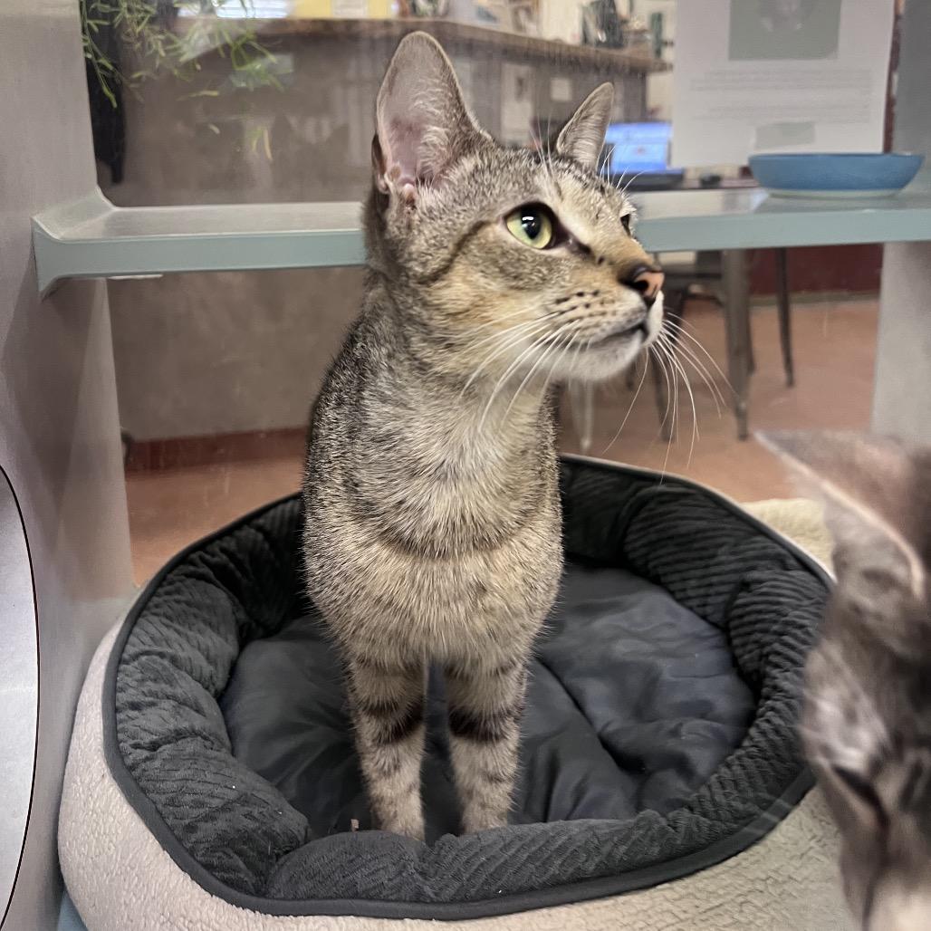 Enlarge Dopey, a Adoptable Domestic Short Hair in Glenwood Springs, CO image 3/6