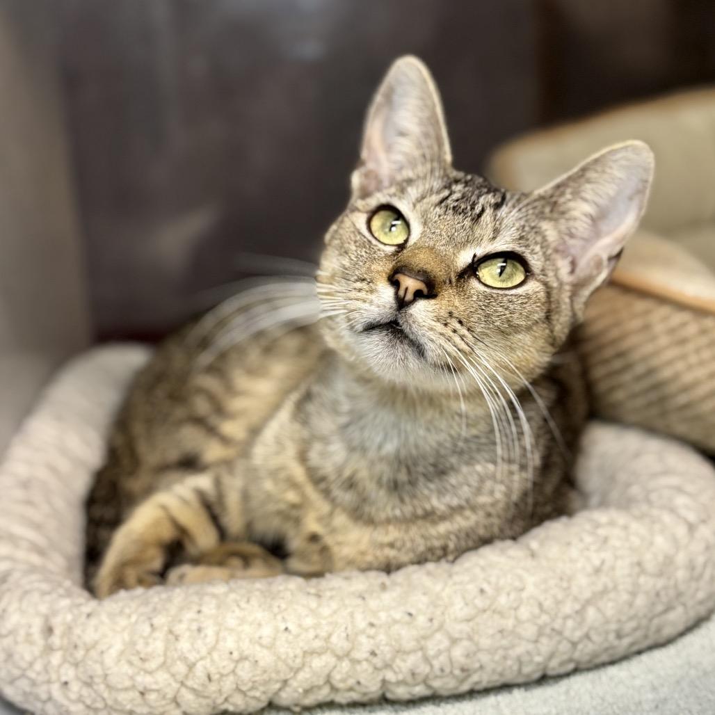 Enlarge Dopey, a Adoptable Domestic Short Hair in Glenwood Springs, CO image 4/6