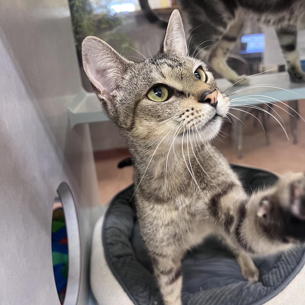 Enlarge Dopey, a Adoptable Domestic Short Hair in Glenwood Springs, CO image 5/6