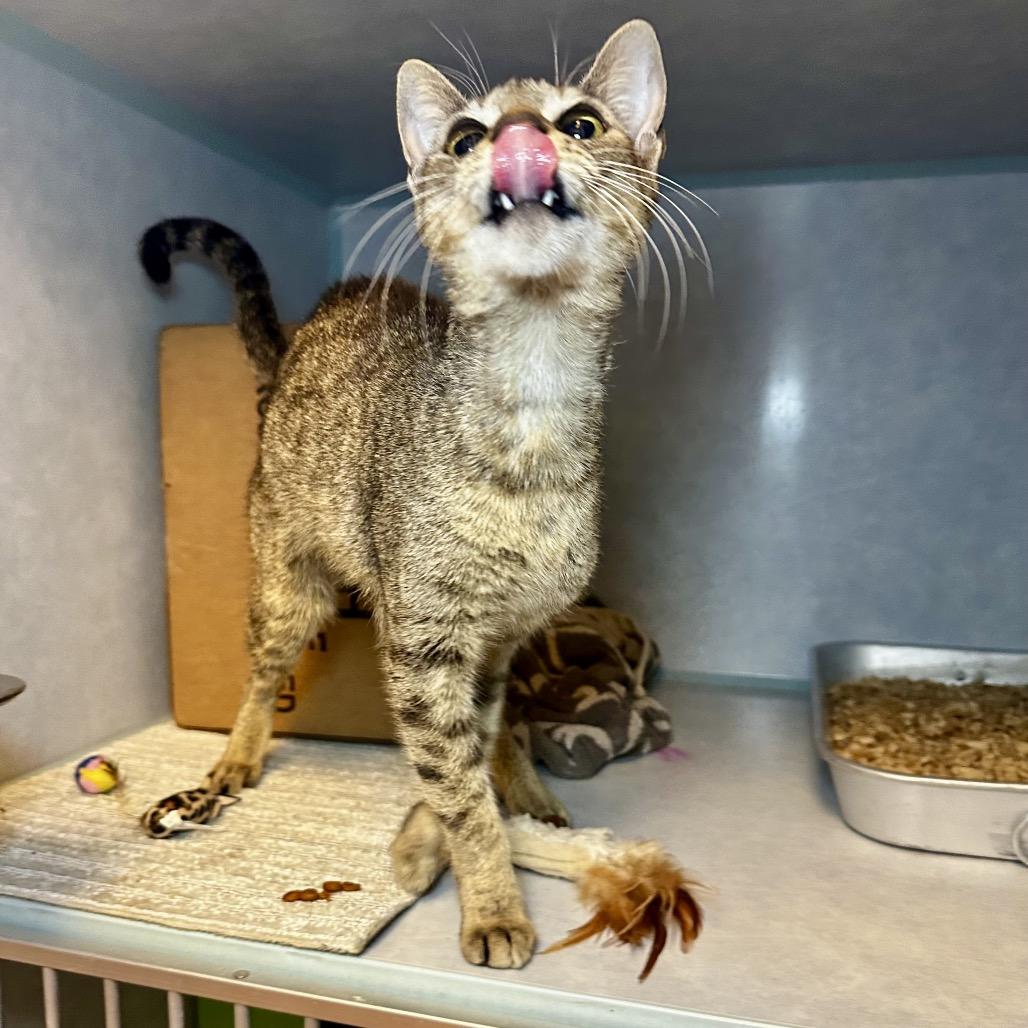 Enlarge Dopey, a Adoptable Domestic Short Hair in Glenwood Springs, CO image 6/6