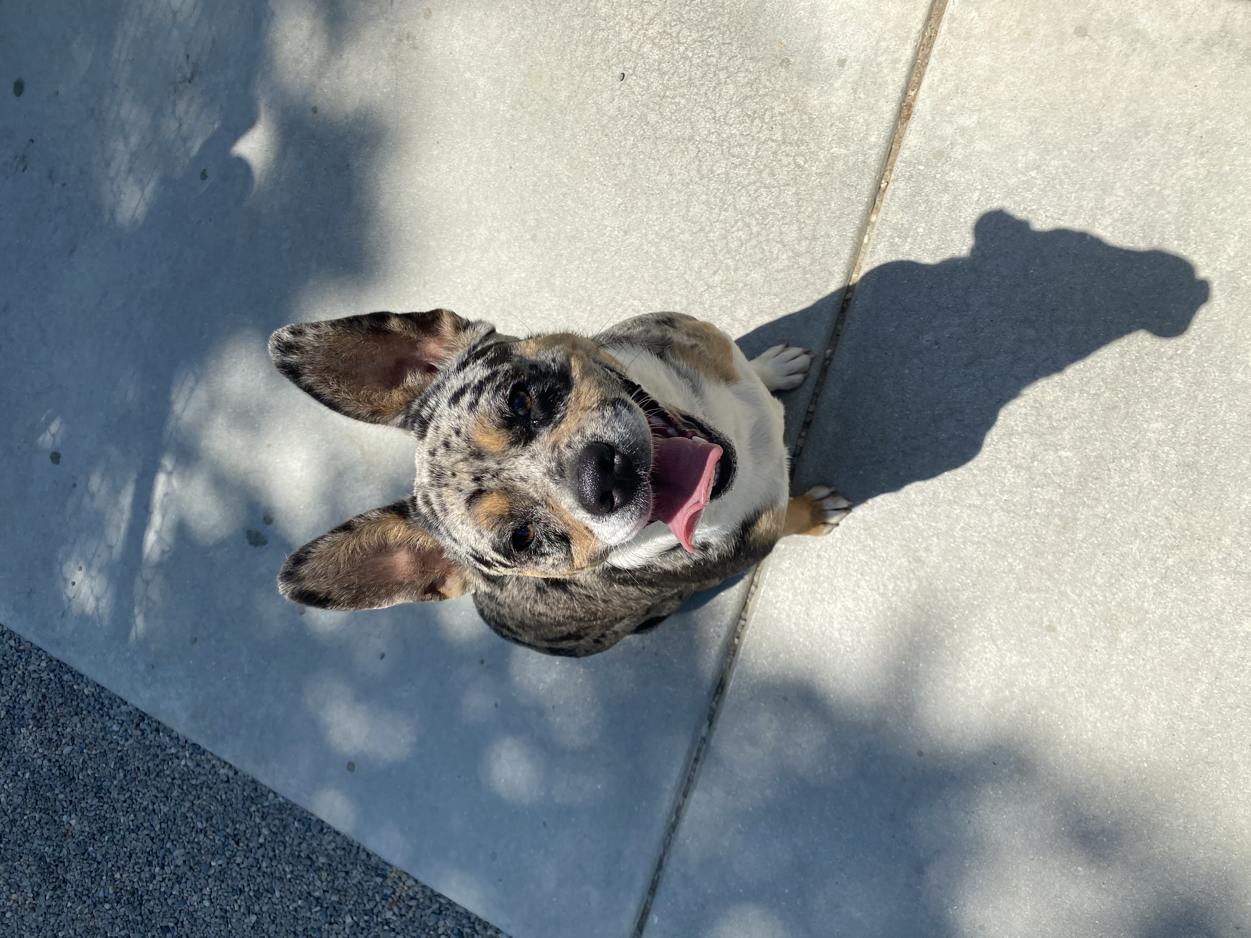 Daisy 4