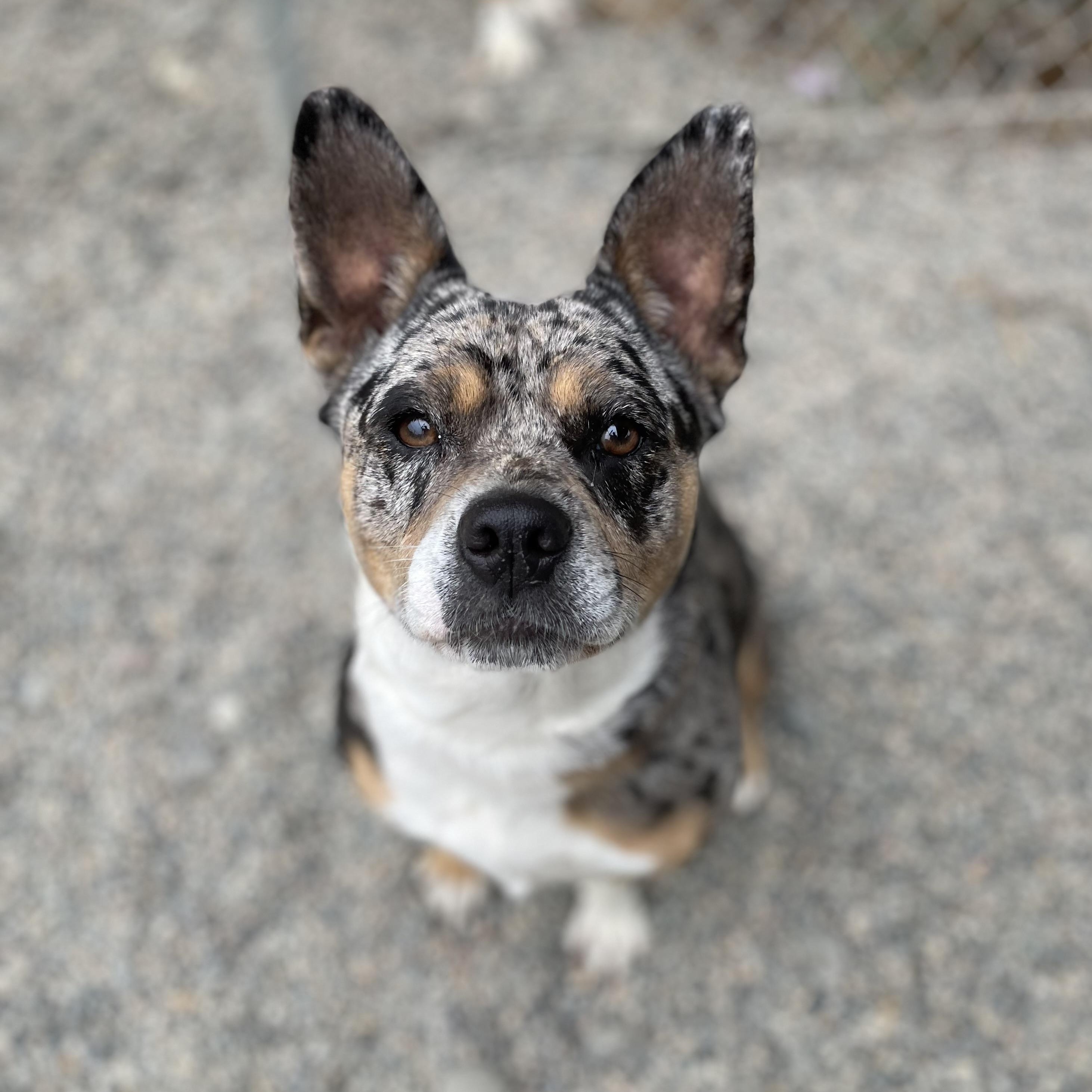 Daisy
