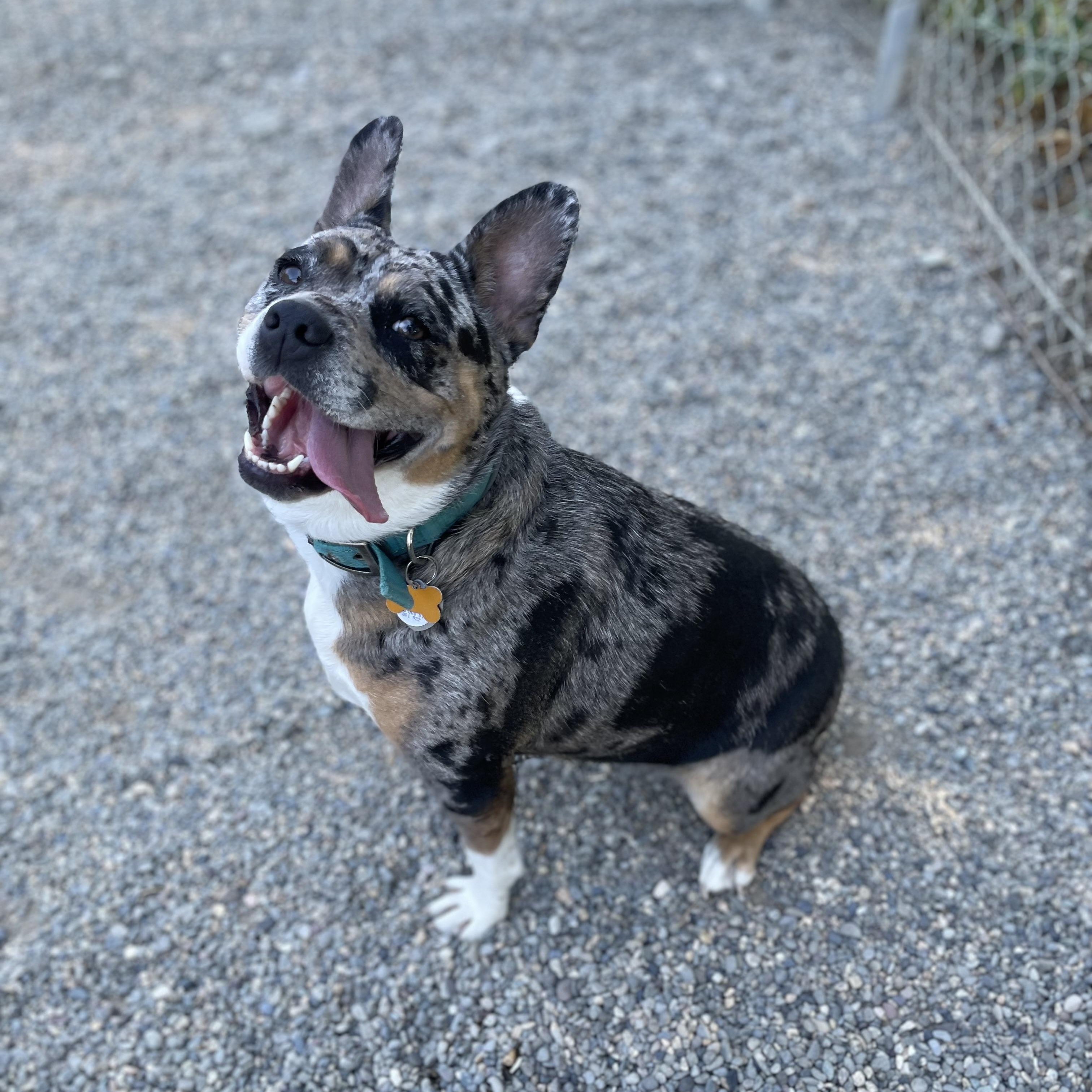 Daisy