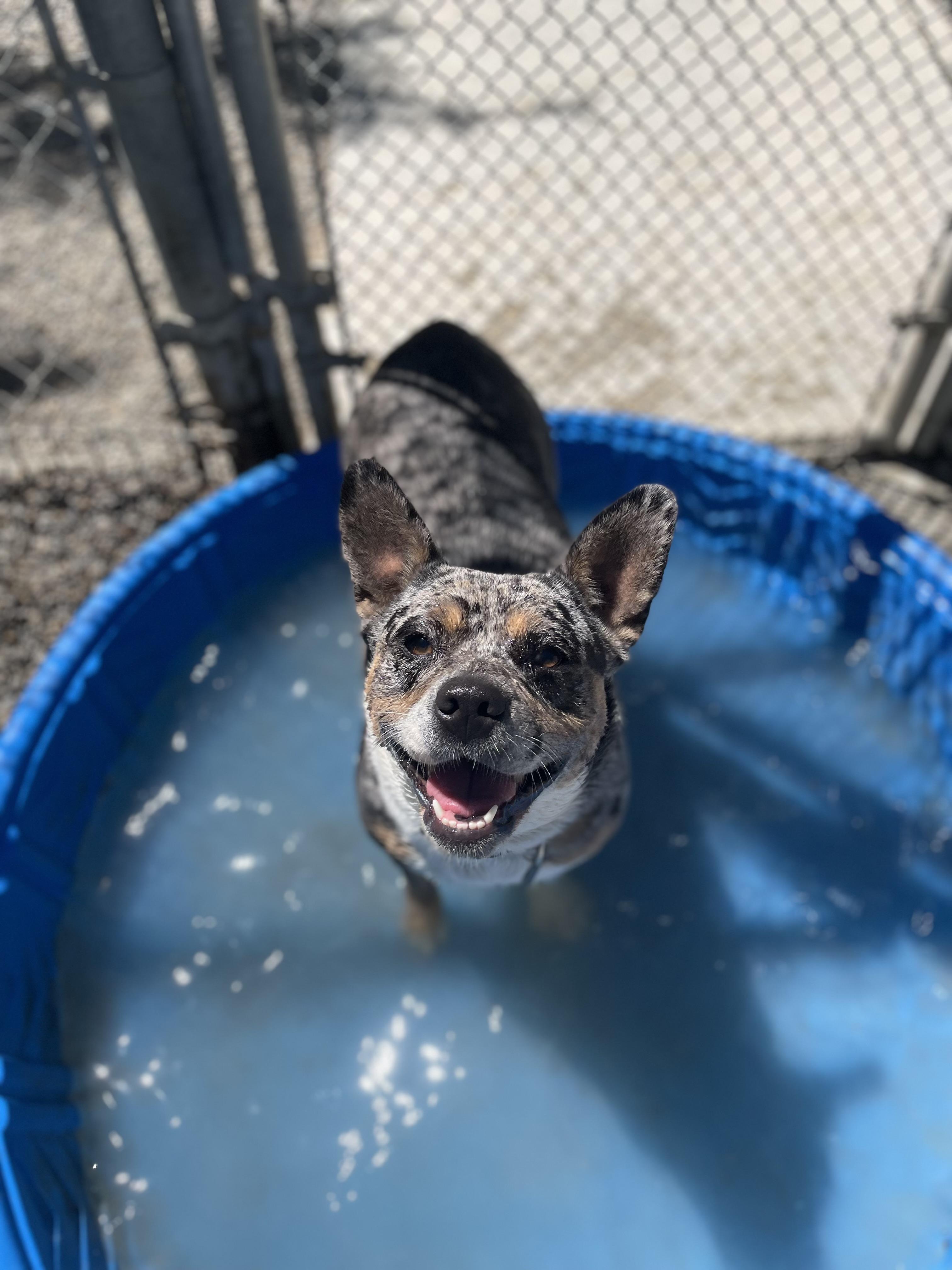 Daisy, an adoptable American Bulldog, Australian Shepherd in Hollister, CA, 95023 | Photo Image 2