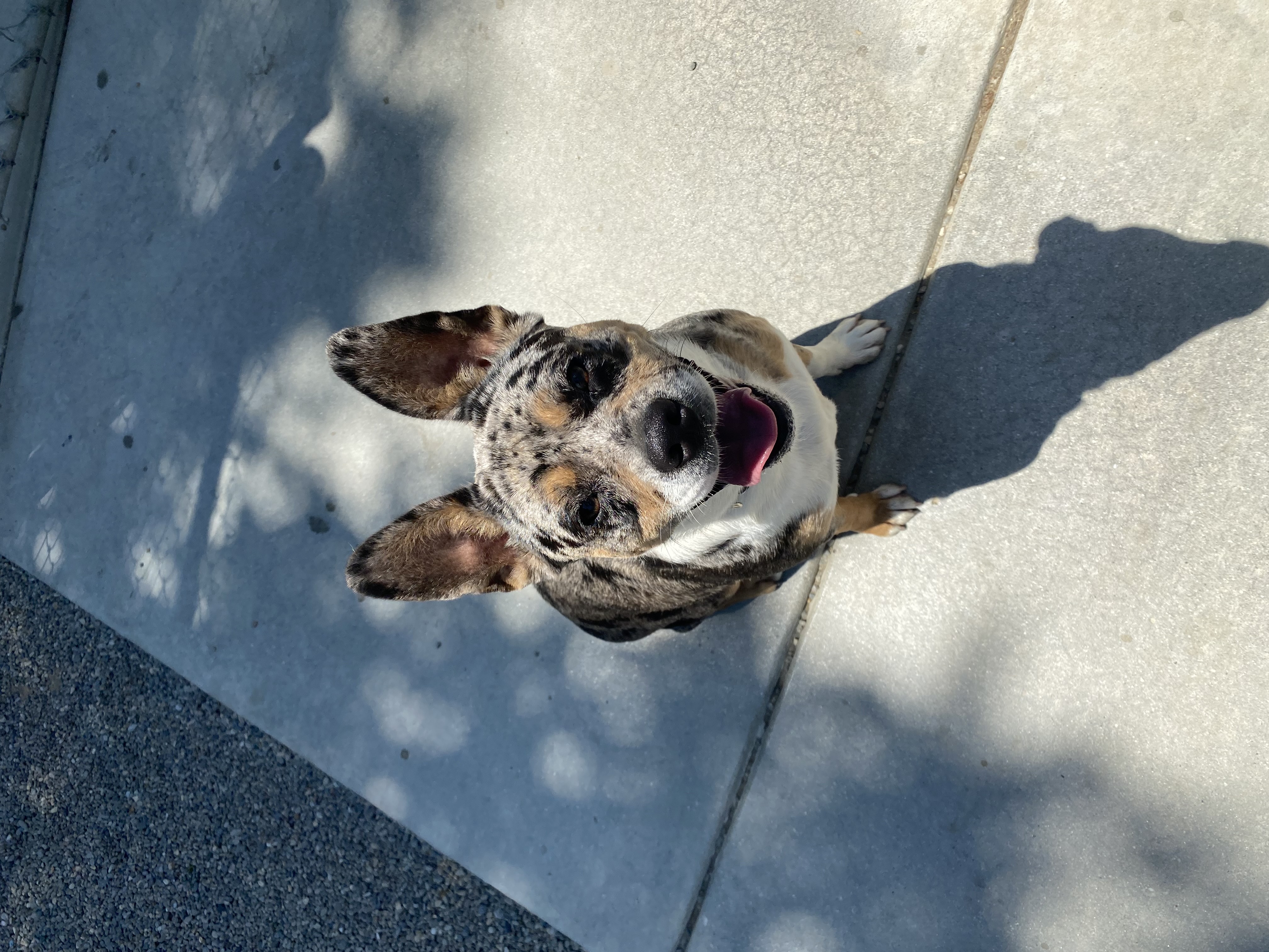 Daisy