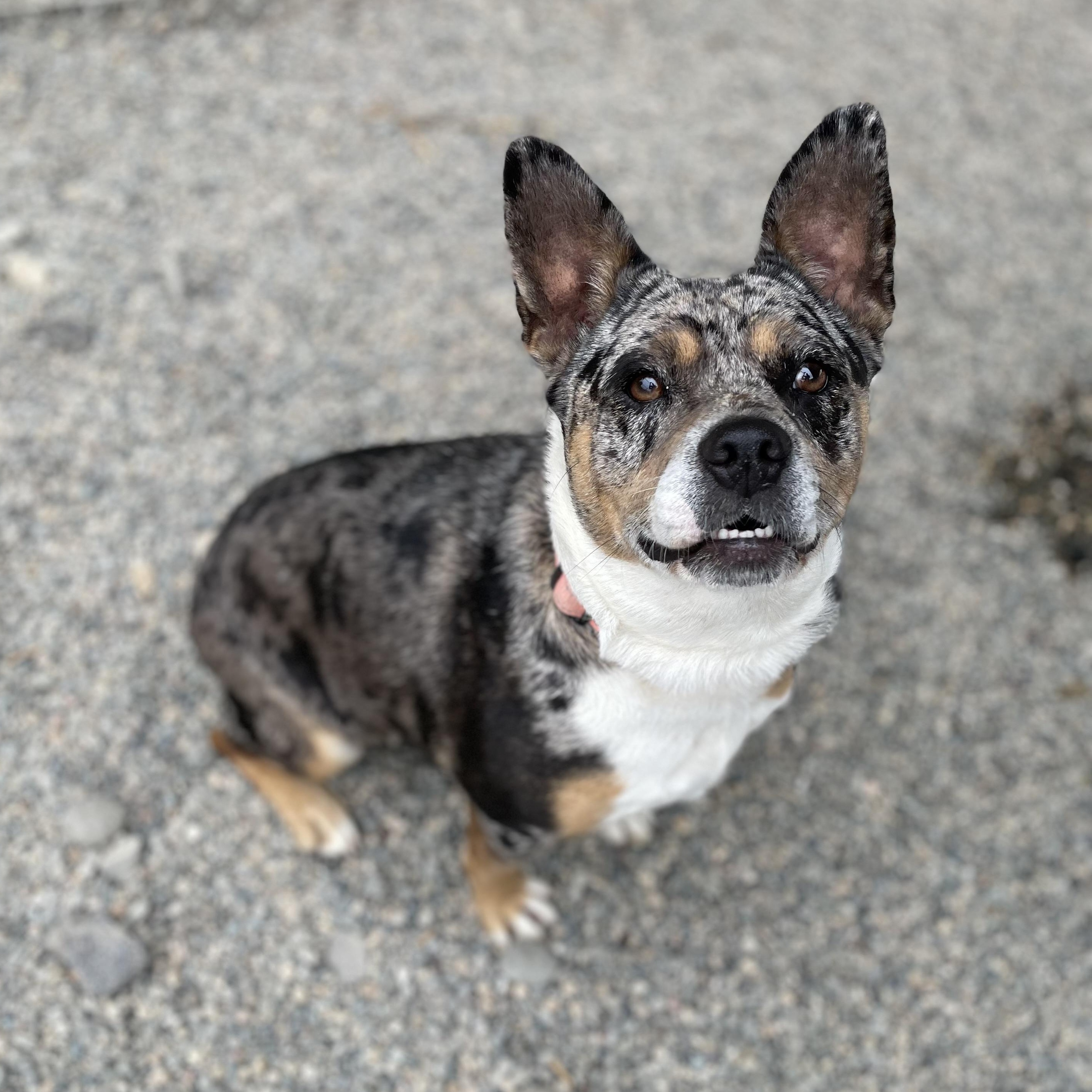 Daisy