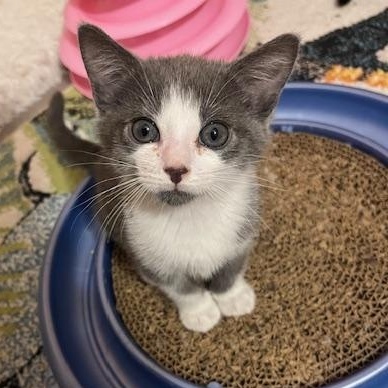 Owl, adopted, Kitten Male Domestic Short Hair & Russian Blue.