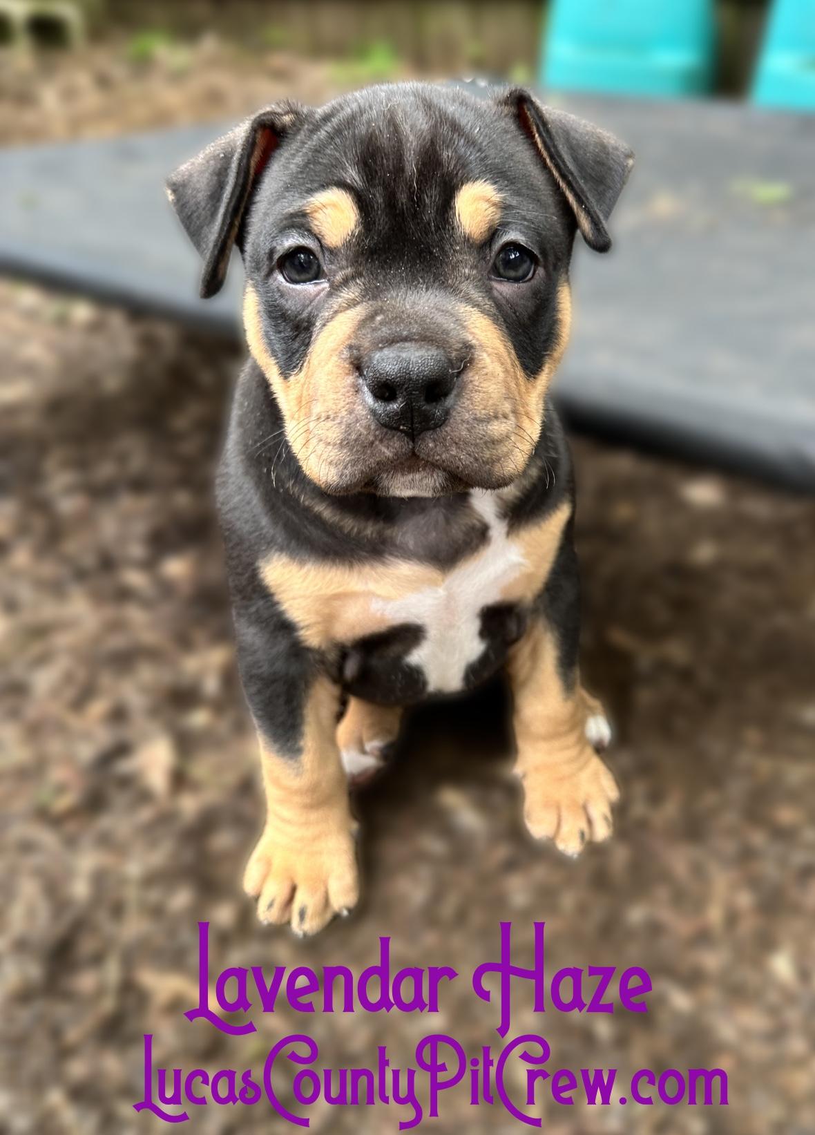 Enlarge Lavendar Haze, an adopted mixed breed in Toledo, OH image 1/1