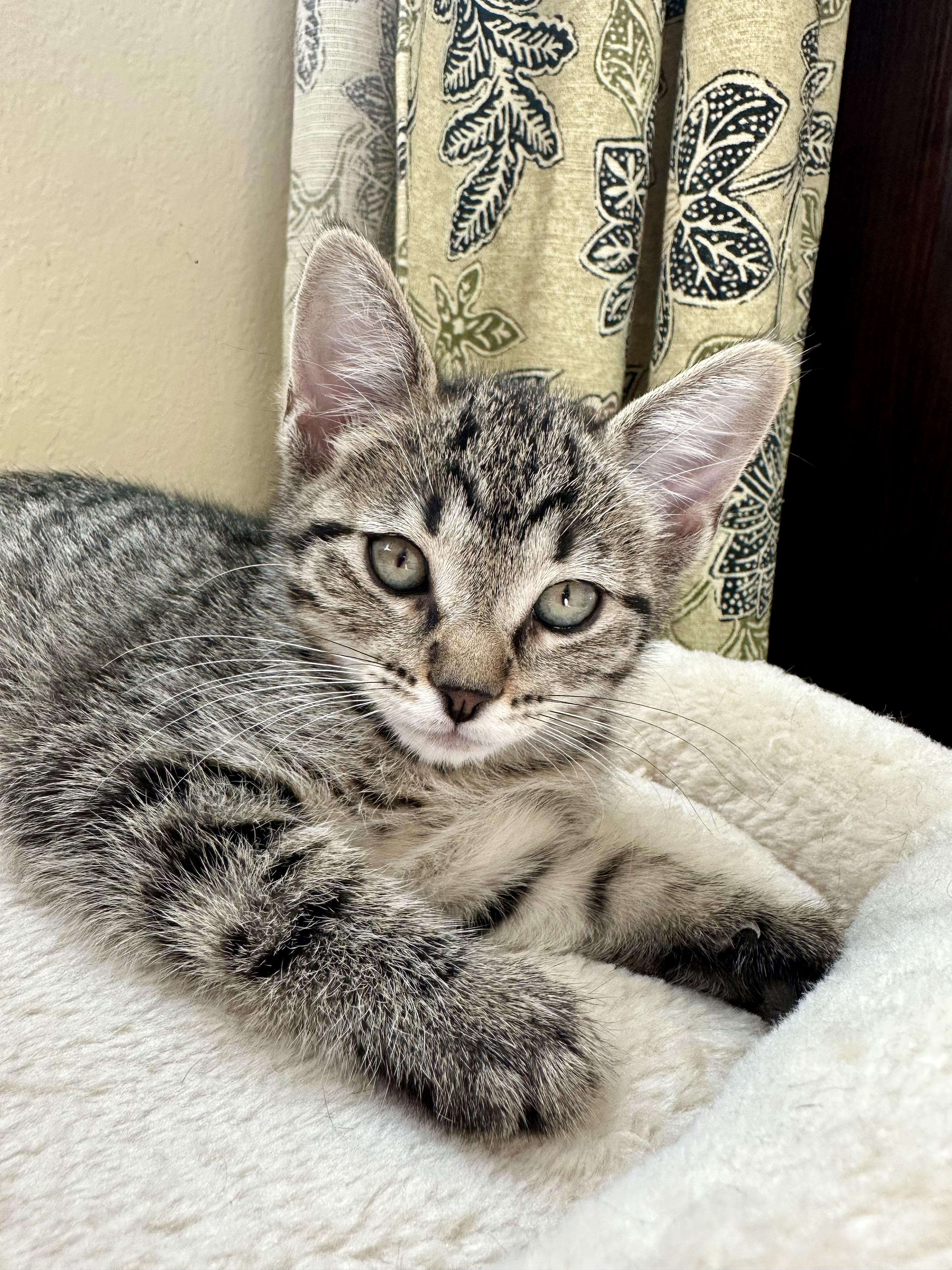 Bumble, Adoptable, Kitten Female Domestic Short Hair.