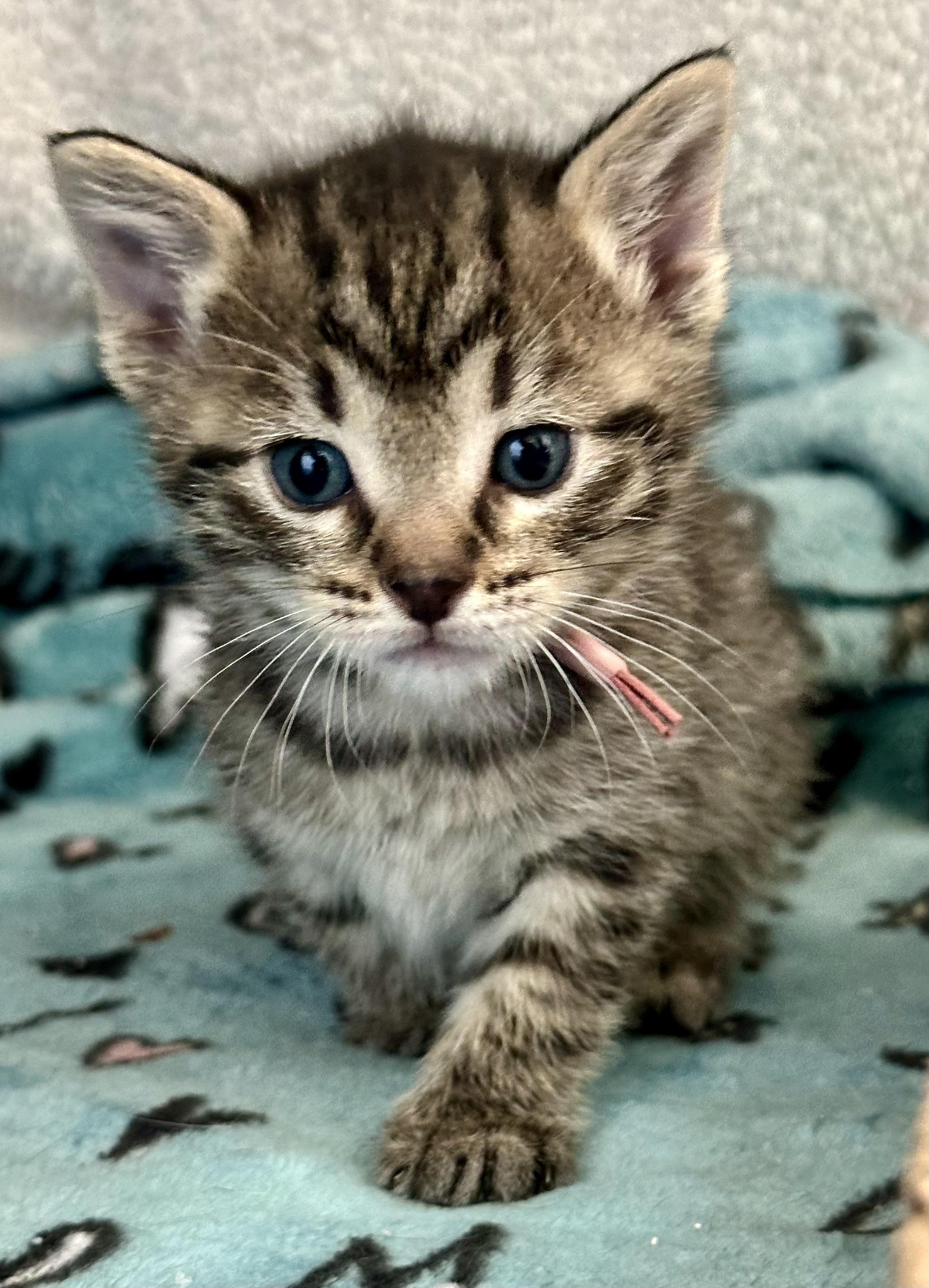 Bumble, a Adoptable Domestic Short Hair in Houston, TX image 2/2
