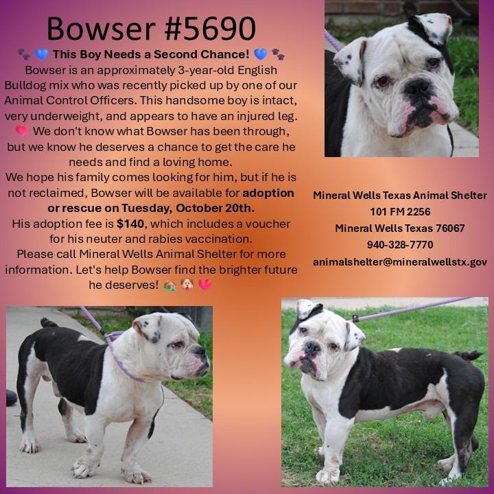 Enlarge 5690 Bowser, a Adoptable American Bulldog in Mineral Wells, TX image 1/1