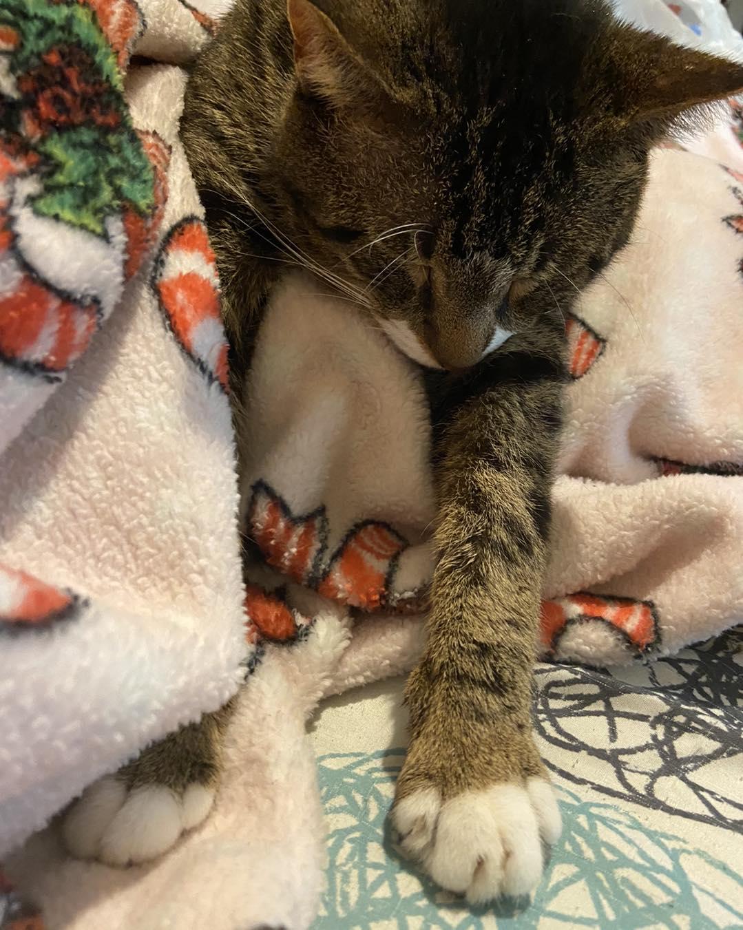 Enlarge Tyrone, a Adoptable Domestic Short Hair in Burton, MI image 1/3