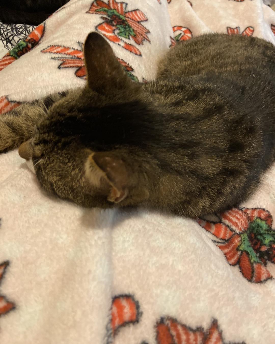 Enlarge Tyrone, a Adoptable Domestic Short Hair in Burton, MI image 2/3