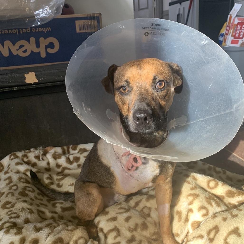 Stryker, Adoptable, Adult Male English Bulldog & Mixed Breed.