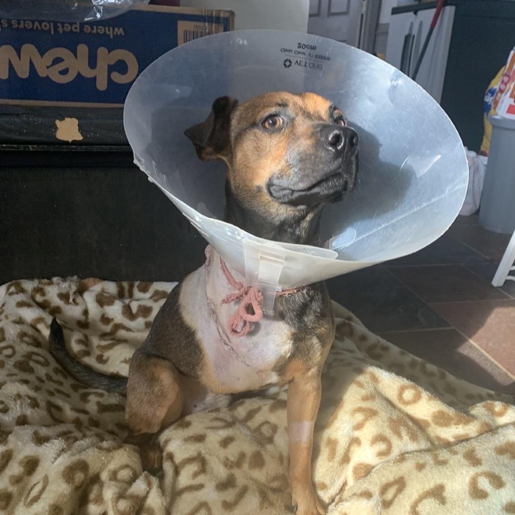 Enlarge Stryker, a Adoptable mixed breed in Laurel, MS image 2/2