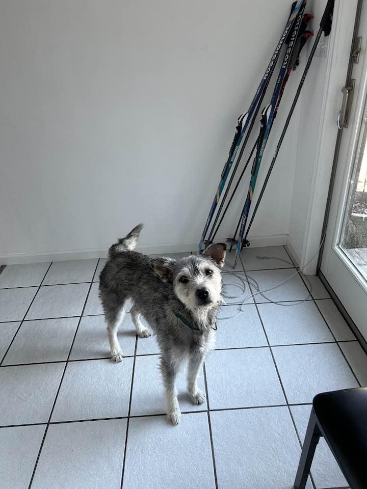 Enlarge Cora, an adopted mixed breed in Rockwell City, IA image 2/2