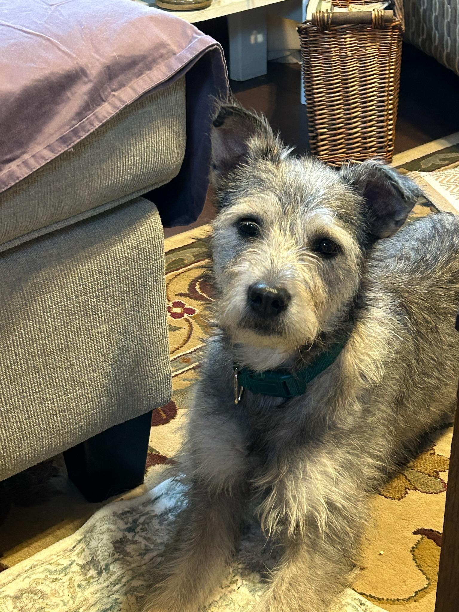 Cora, ADOPTABLE, Adult Female Wirehaired Terrier.