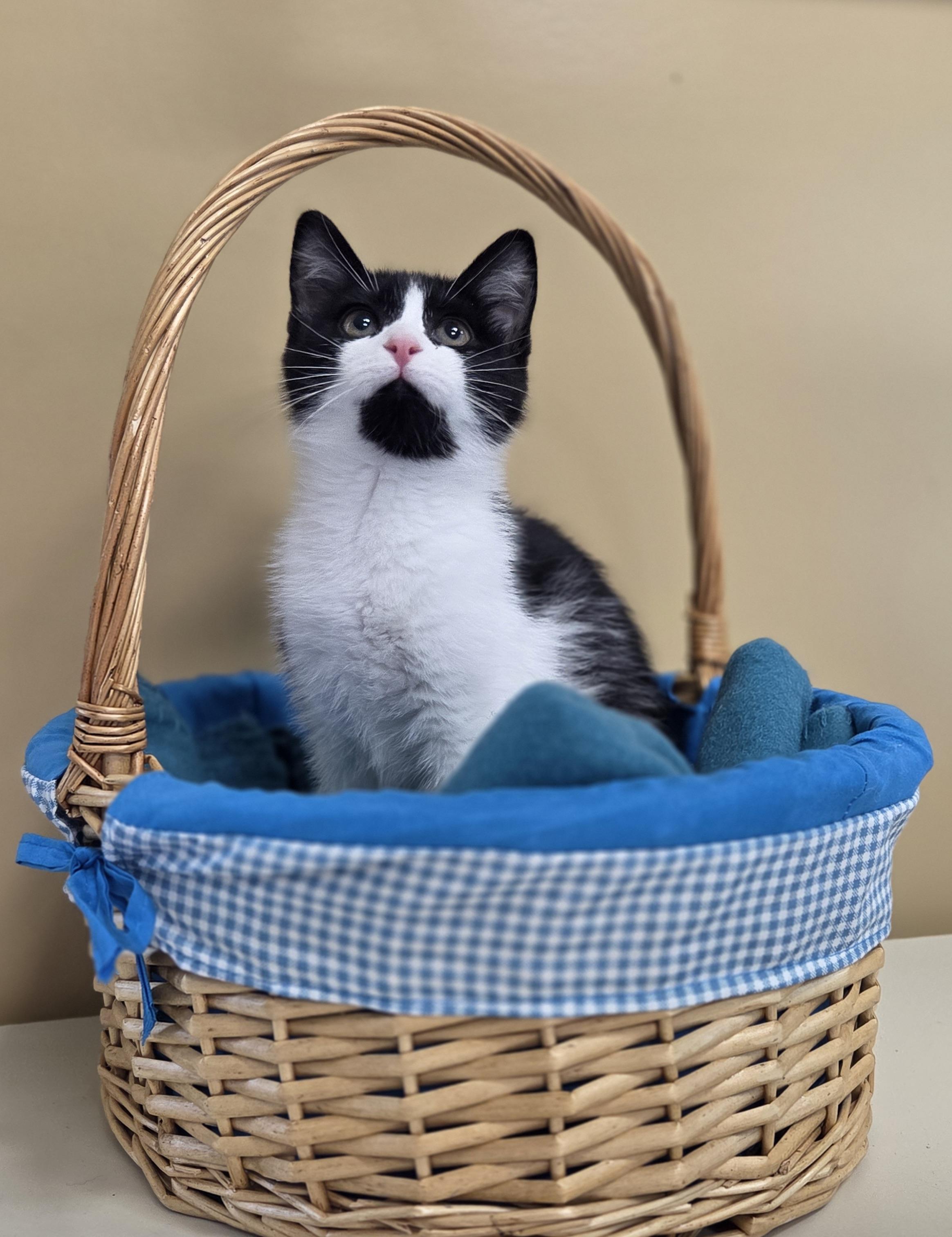 Enlarge Dorito, a Adoptable mixed breed in Park Rapids, MN image 1/1