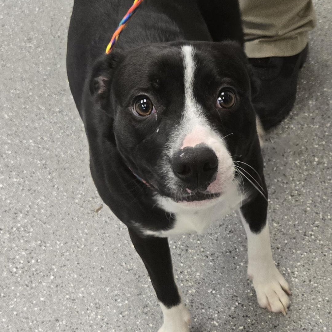 Jett, ADOPTABLE, Young Male Pit Bull Terrier.