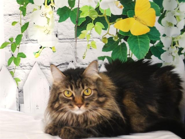 SCAMPER, Adoptable, Adult Female Domestic Long Hair.