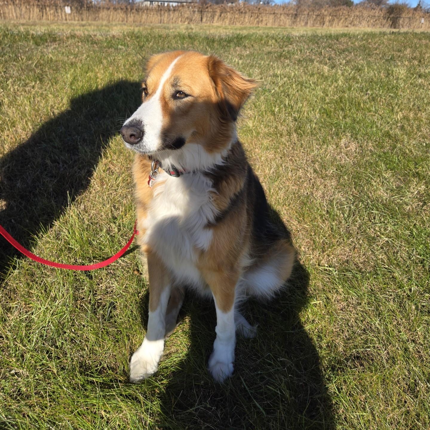 Bruno, an adopted mixed breed in Vaudreuil-Dorion, QC image 1/3