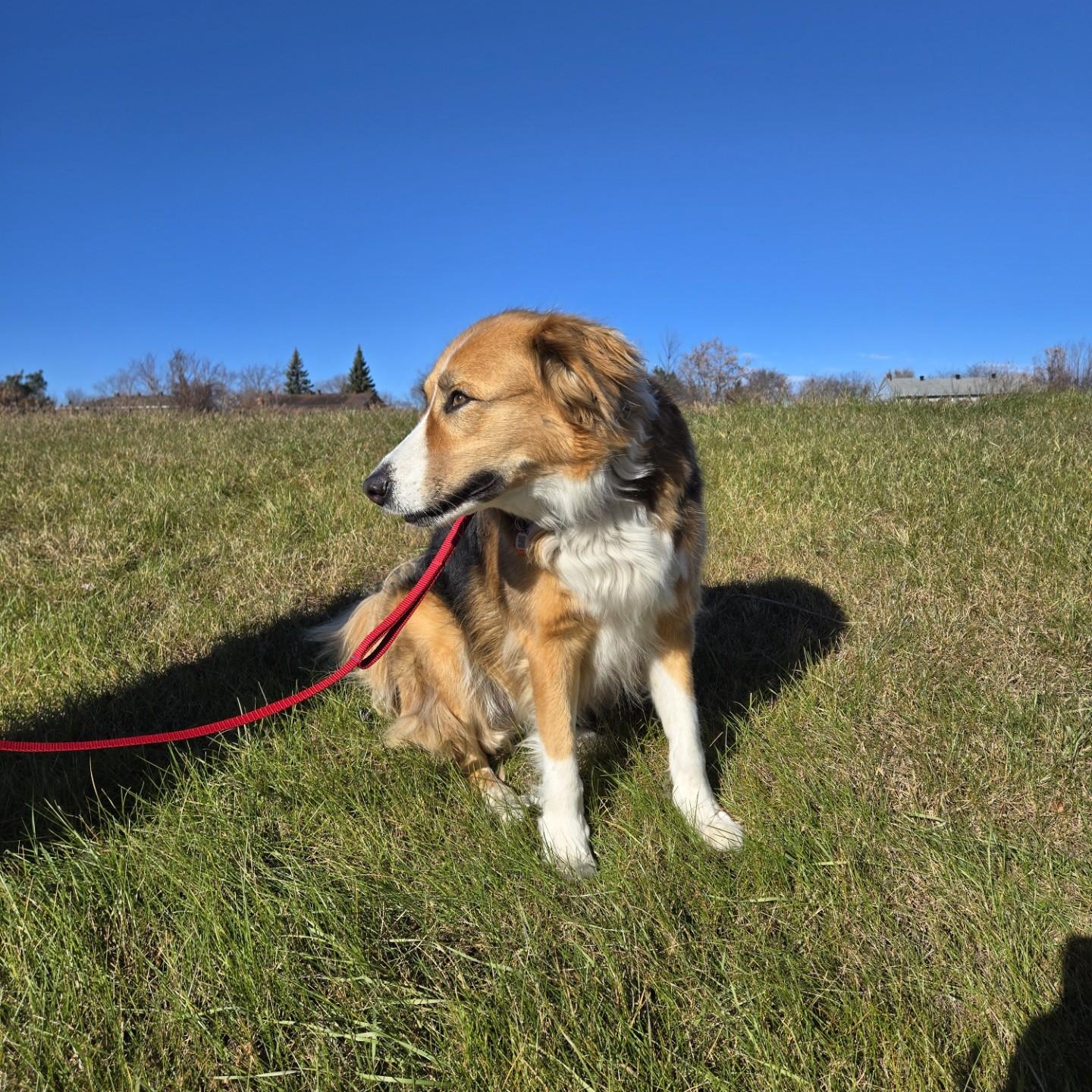 Bruno, an adopted mixed breed in Vaudreuil-Dorion, QC image 2/3