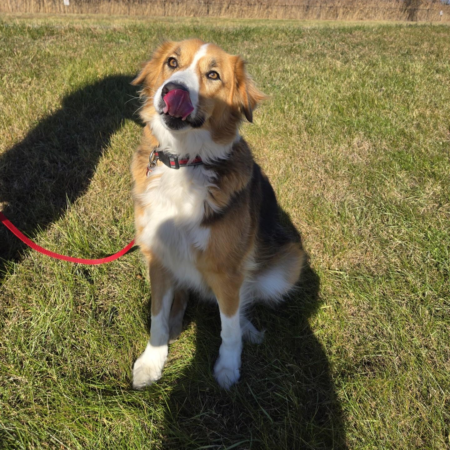 Bruno, an adopted mixed breed in Vaudreuil-Dorion, QC image 3/3