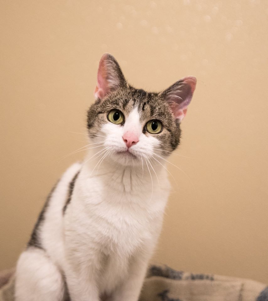 Cat/Kittens at Wooster Petsmart, Adoptable, Young Male Domestic Short Hair.