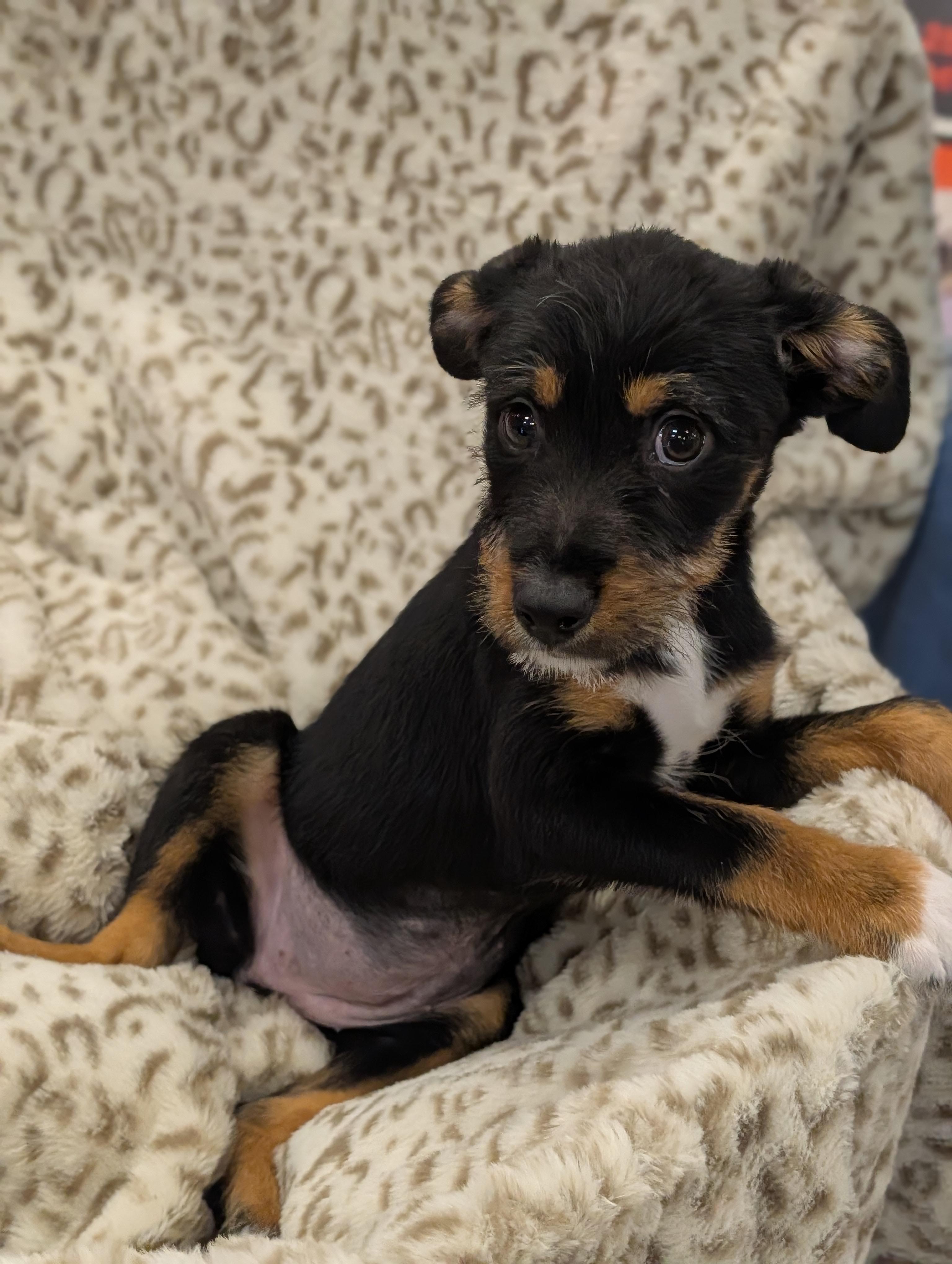 Enlarge Gracie Grapes, a Adoptable mixed breed in Baton Rouge, LA image 3/5