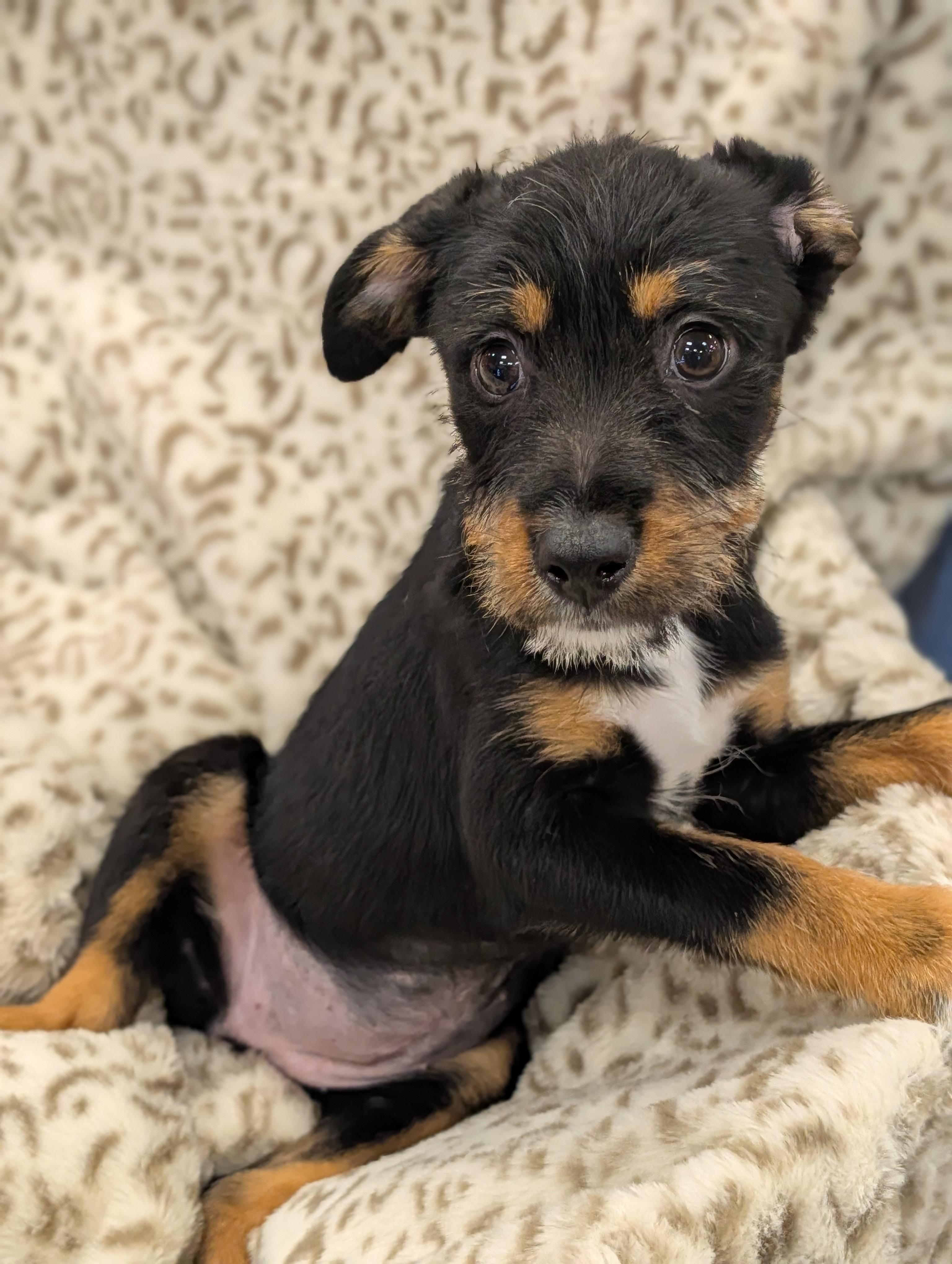 Enlarge Gracie Grapes, a Adoptable mixed breed in Baton Rouge, LA image 4/5