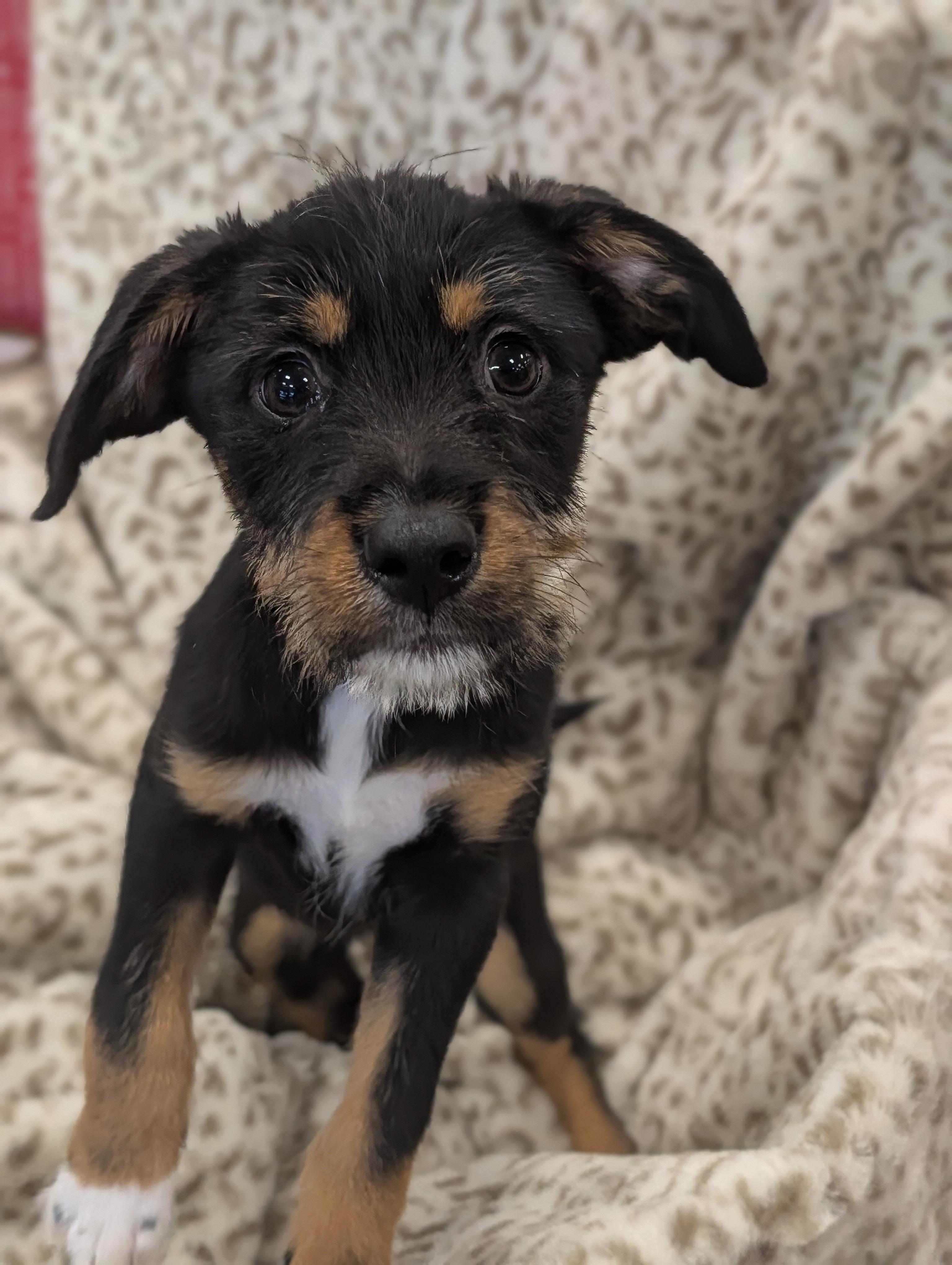 Gracie Grapes, Adoptable, Puppy Female Shepherd & Terrier.
