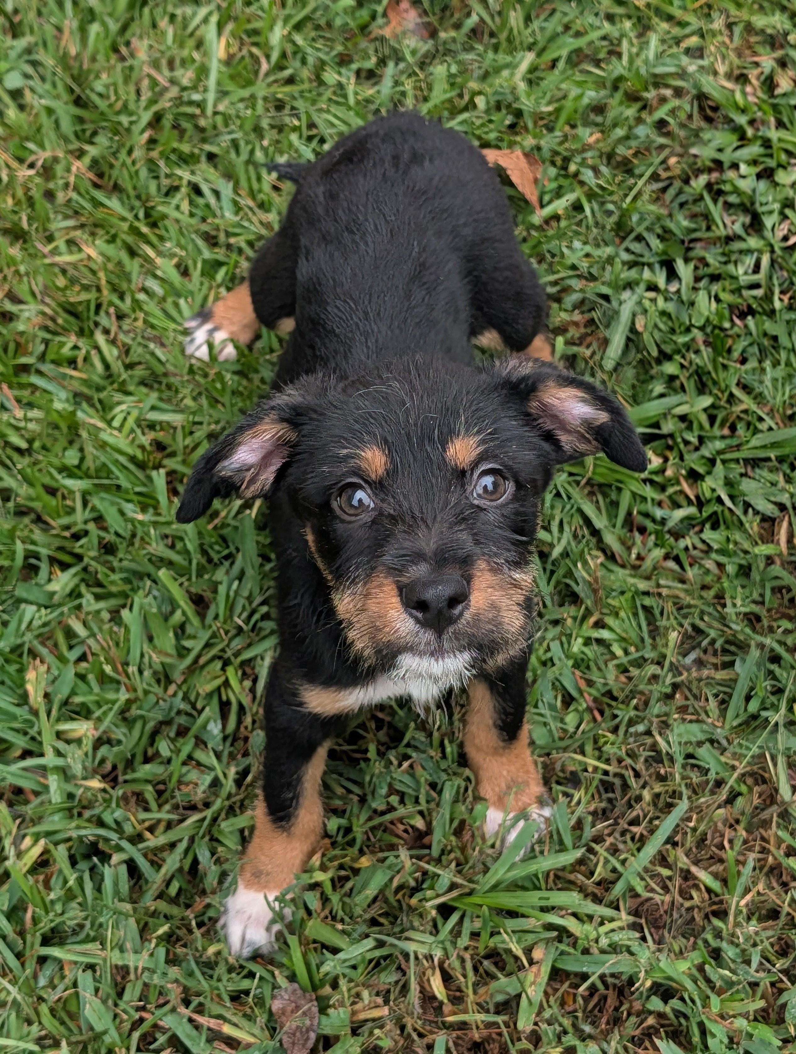Enlarge Gracie Grapes, a Adoptable mixed breed in Baton Rouge, LA image 2/5