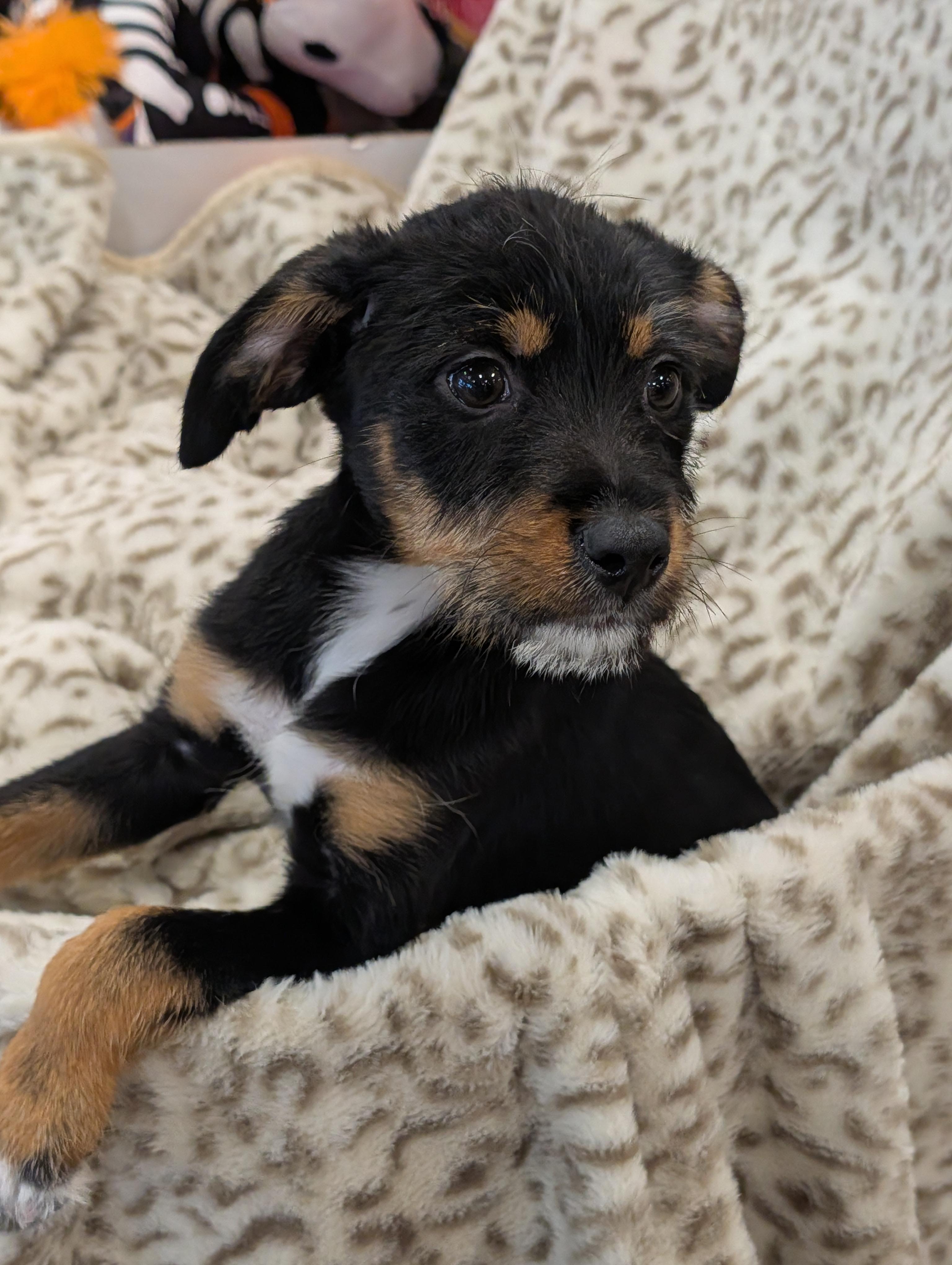 Enlarge Gracie Grapes, a Adoptable mixed breed in Baton Rouge, LA image 5/5