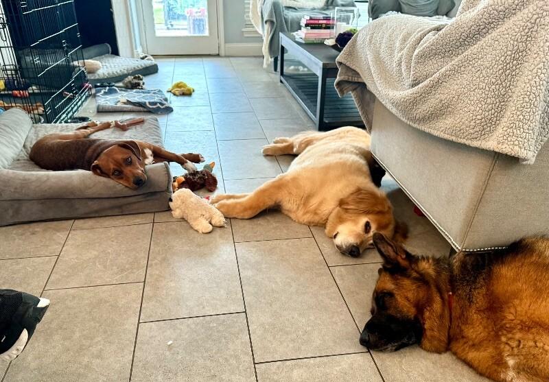 Charlie Brown Belly Rub King — thumbnail 3