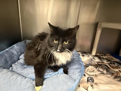 Mama Mia, Adoptable, Adult Female Domestic Medium Hair & Domestic Short Hair.