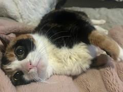 Enlarge Rose - DECLAWED, an adopted Calico in Stoney Creek, ON image 1/2