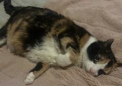 Enlarge Rose - DECLAWED, an adopted Calico in Stoney Creek, ON image 2/2