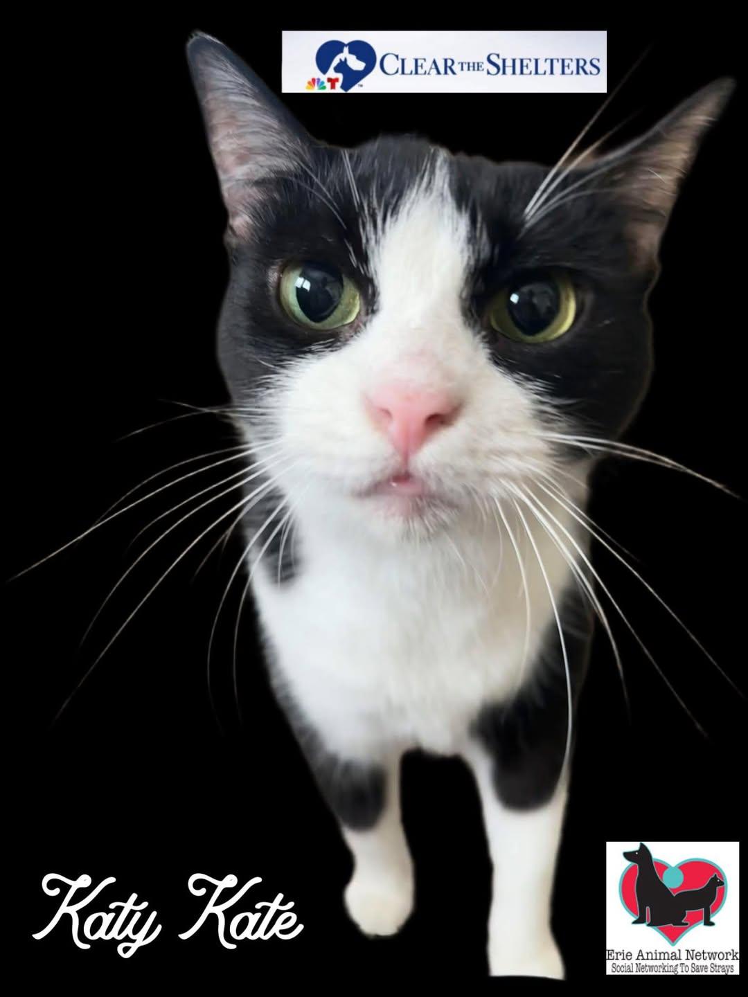 Enlarge Katy Kate, a Adoptable American Shorthair in Erie, PA image 1/1