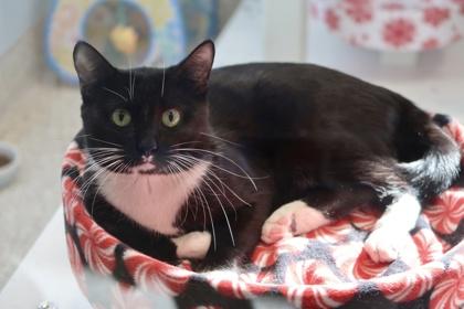 Sammy, Adoptable, Adult Male Domestic Short Hair & Domestic Short Hair.