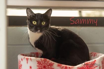 Enlarge Sammy, a Adoptable mixed breed in Scottsdale, AZ image 2/2