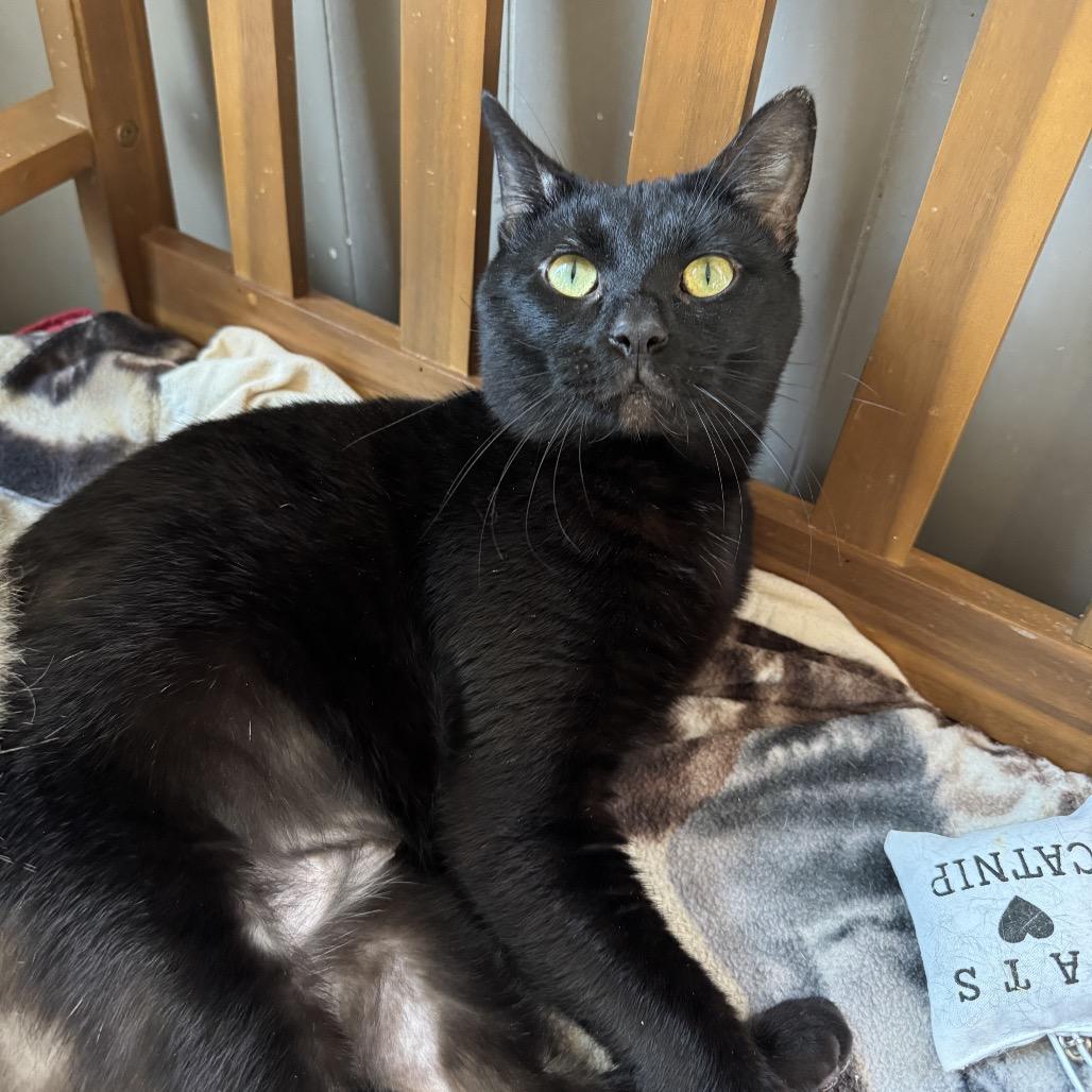 Enlarge Salem, a Adoptable Domestic Short Hair in Portage, MI image 1/3