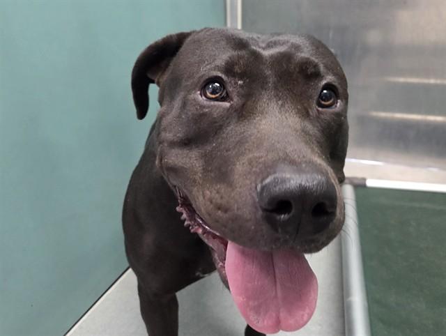 Enlarge GEORGIA, a ADOPTABLE Pit Bull Terrier in San Clemente, CA image 2/2