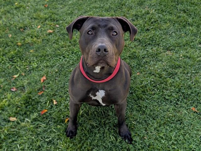 GEORGIA, ADOPTABLE, Young Female Pit Bull Terrier.