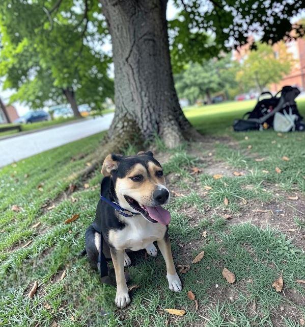 Candy, Adoptable, Adult Female Mixed Breed.