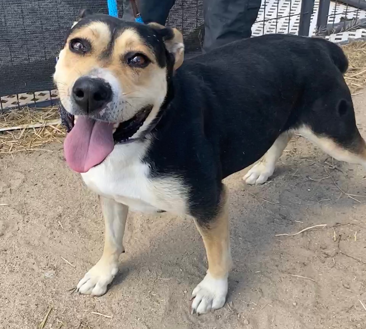 Candy, Adoptable, Adult Female Mixed Breed.